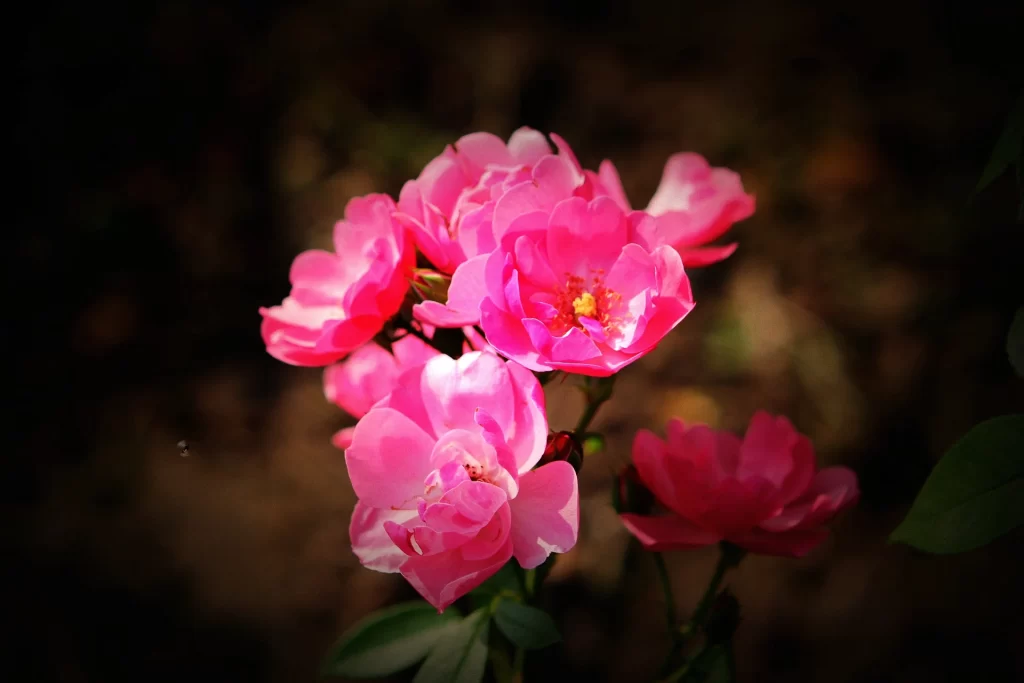 Pink Rose Petals Bloom warm Garden