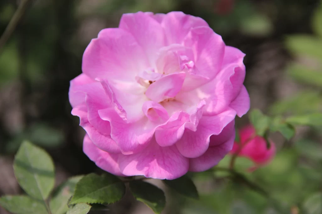 Pink Rose Petals Bloom warm Garden