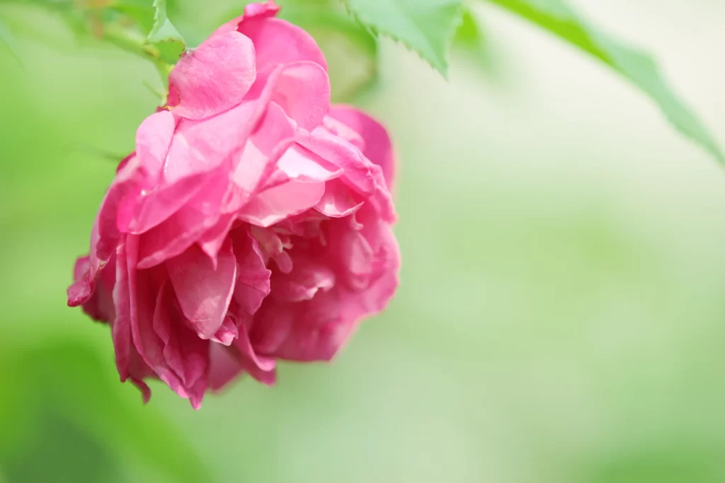 Pink Rose Petals Bloom warm Garden