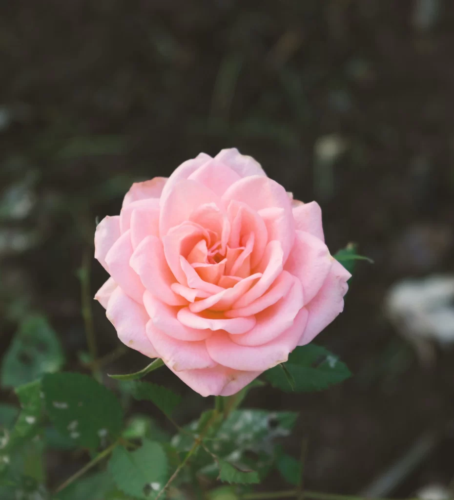 Pink Rose Petals Blooming Green