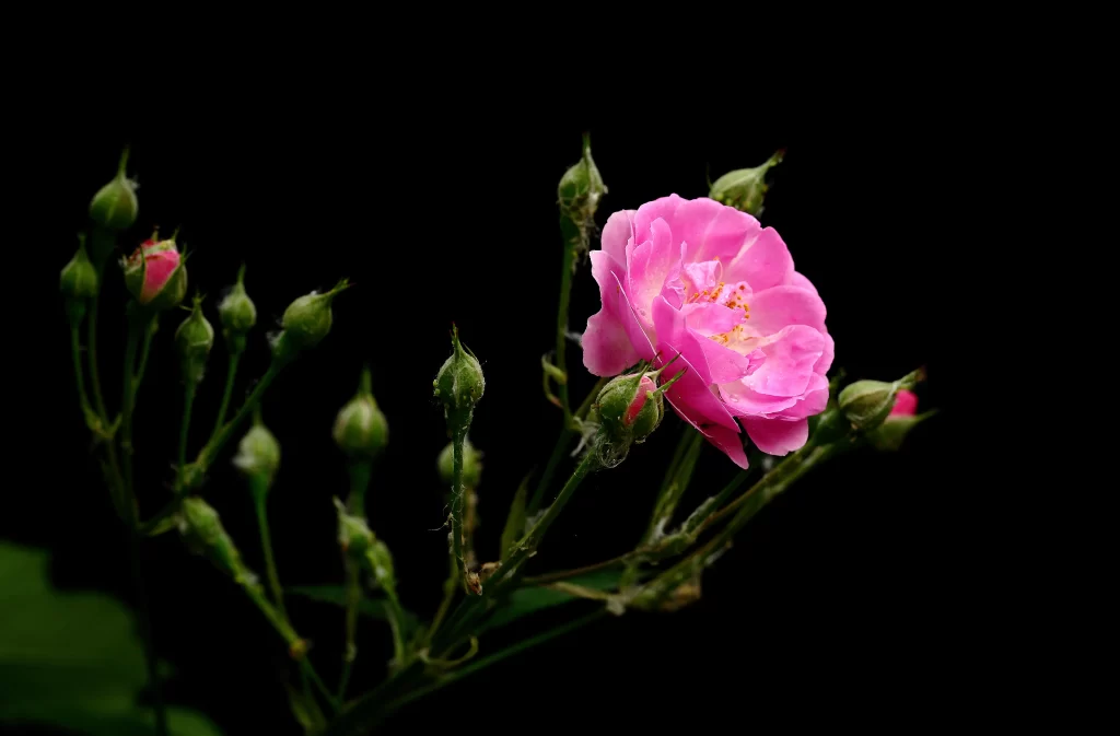 Pink Rose Petals Blooming Buds