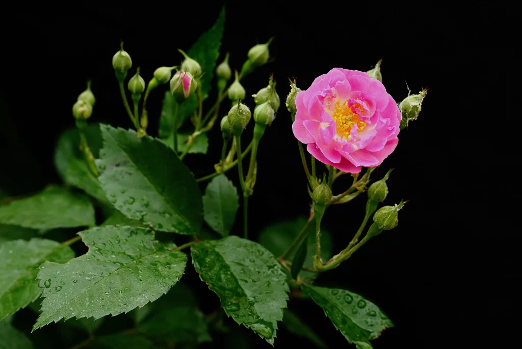 Pink Rose Petals Blooming Green Leaves Dewdrops