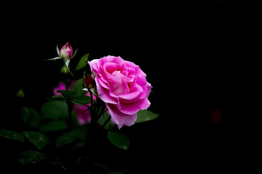 Pink Rose Petals Bud dark Leaves