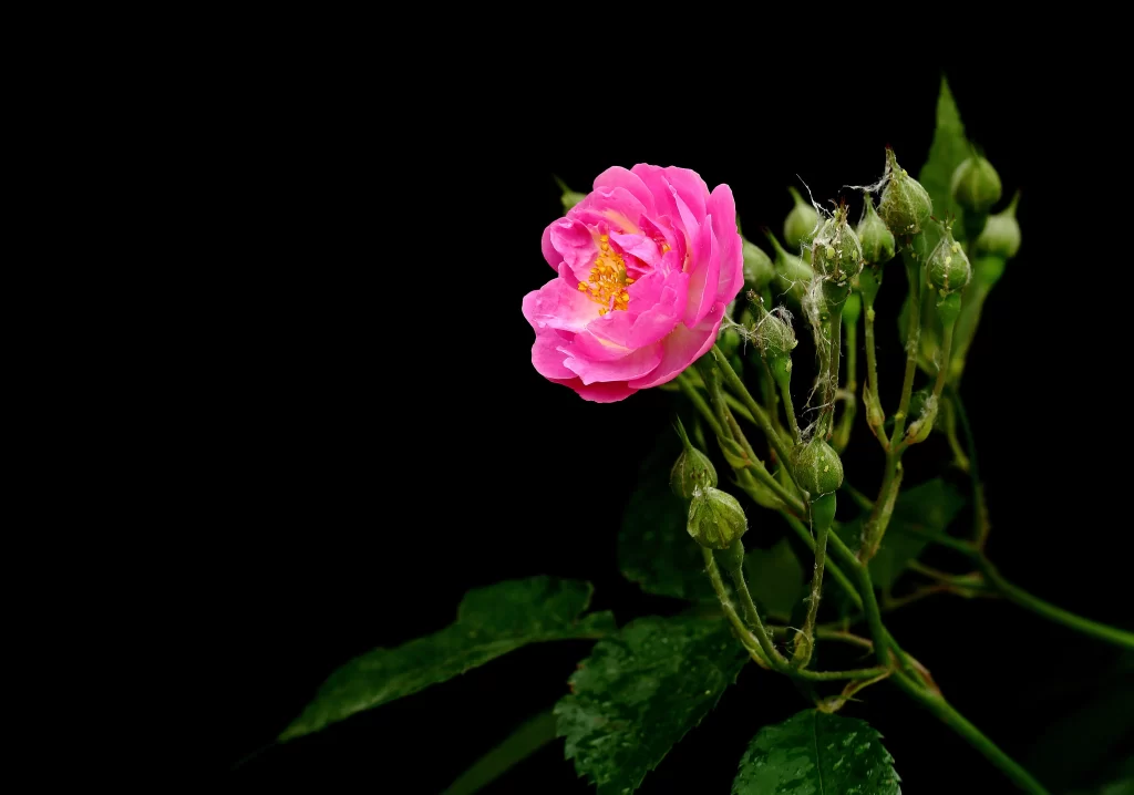 Pink Rose Petals Bud dark Green