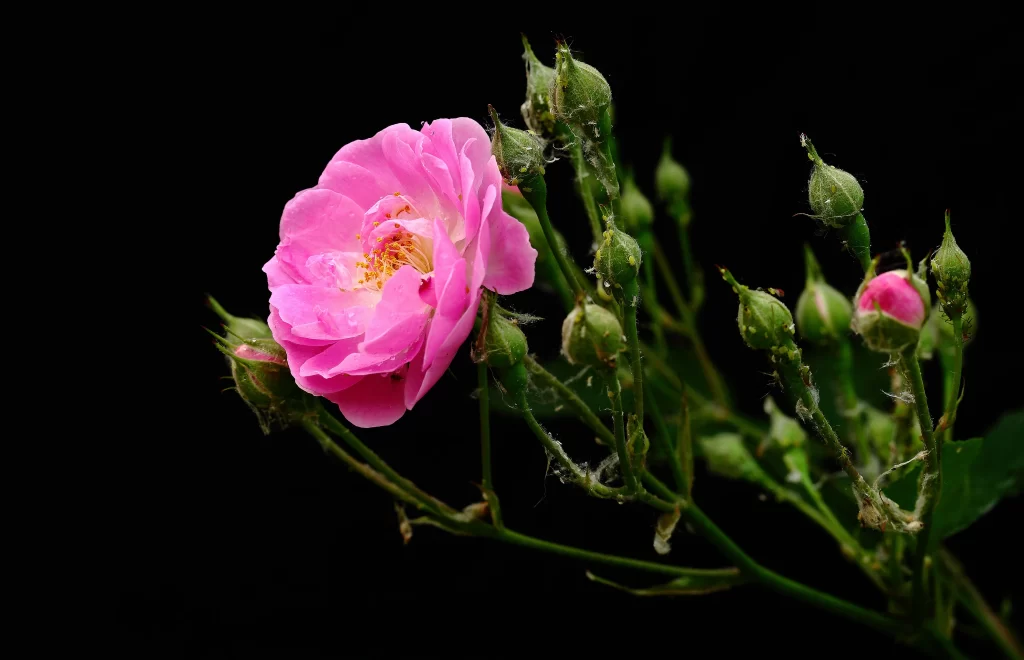 Pink Rose Petals Bud dark Green