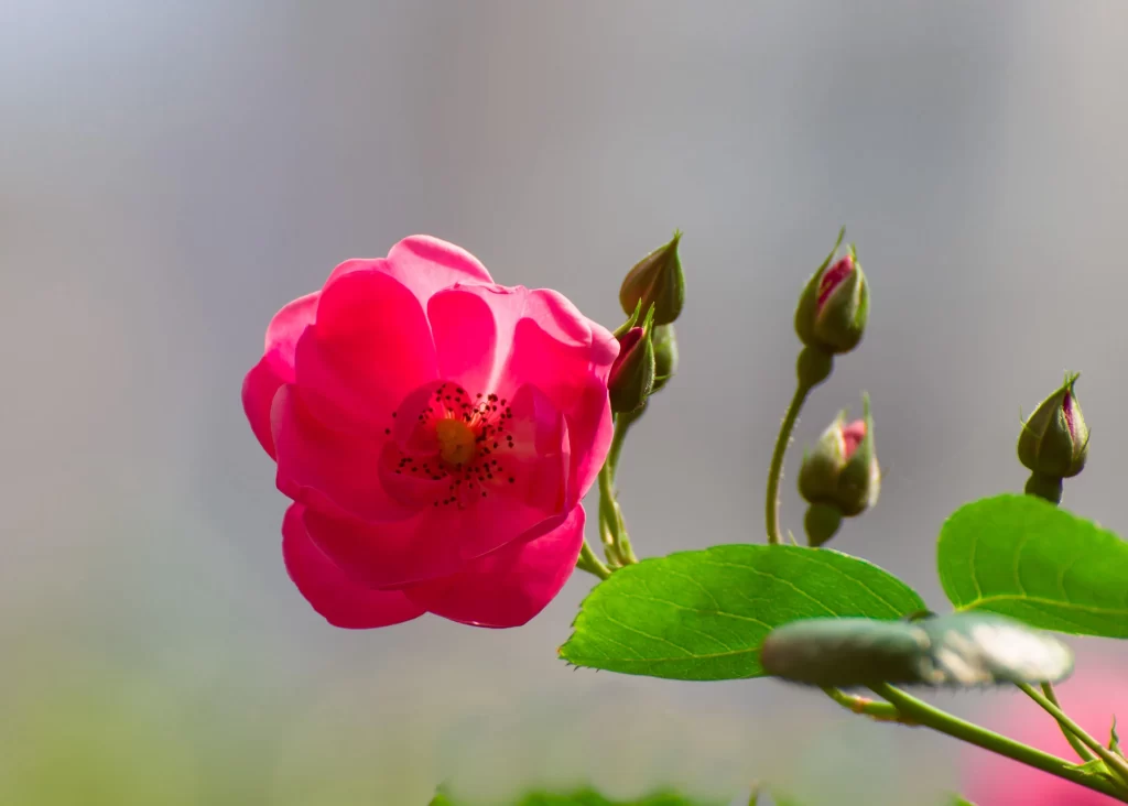Pink Rose Petals Bud gray Leaves