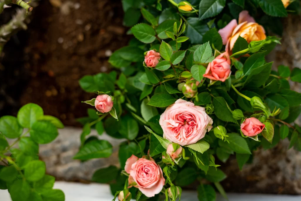 Pink Rose Petals Bud Green warm Leaves