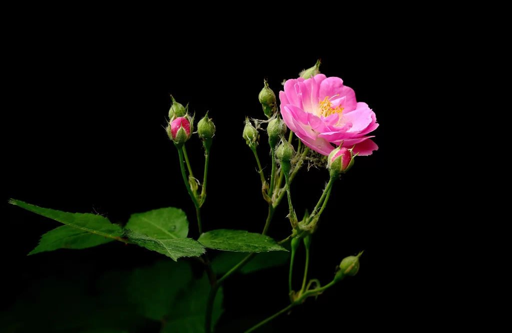 Pink Rose Petals Bud Green dark Leaves