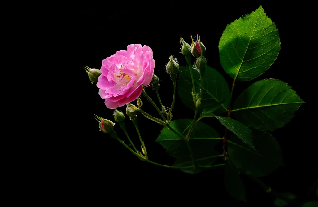 Pink Rose Petals Bud Green dark Leaves