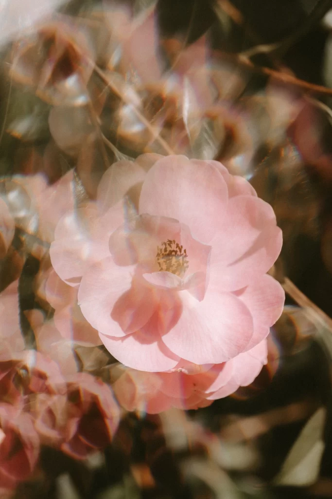 Pink Rose Petals Center Stamen
