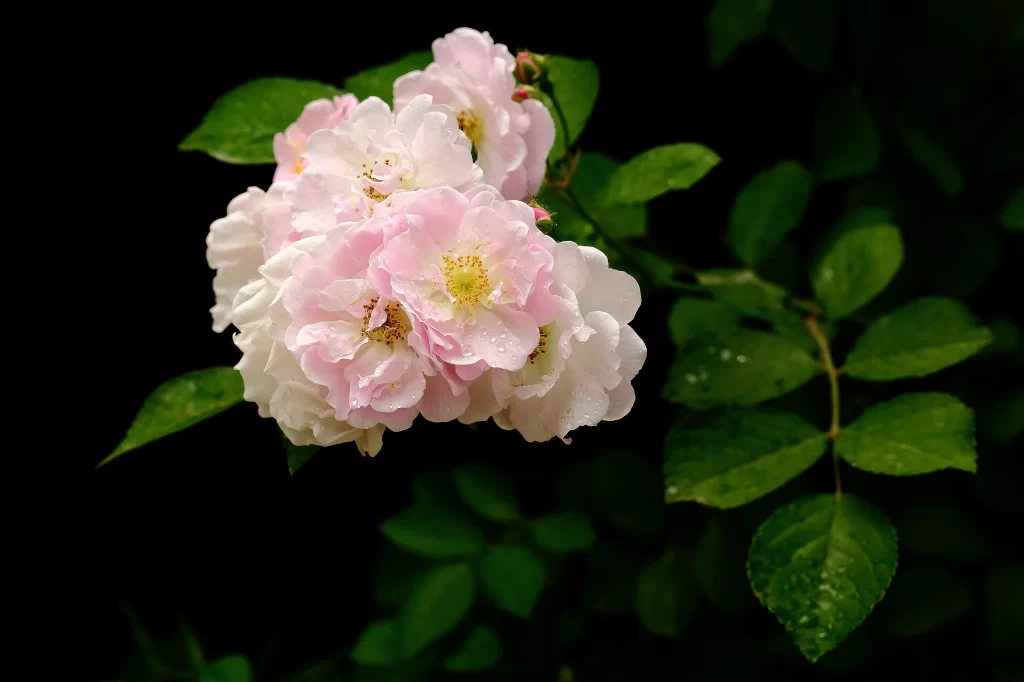 Pink Rose Petals Dewdrops Green dark Leaves