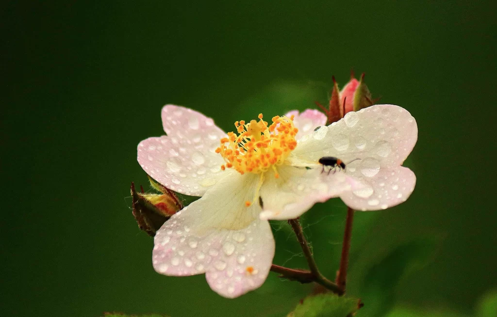 Pink Rose Petals Dewdrops Yellow Stamen