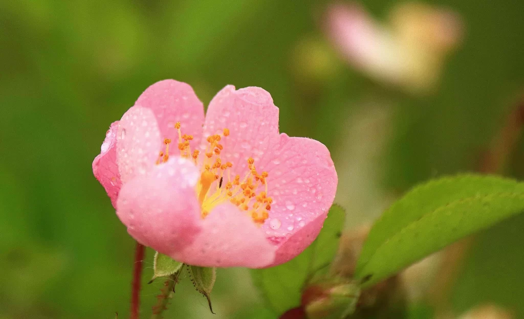 Pink Rose Petals Dewdrops Yellow Stamen Green Leaves
