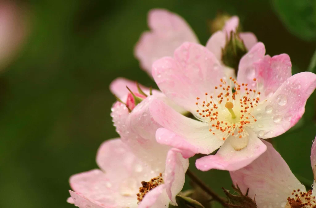 Pink Rose Petals Dewdrops Green Background