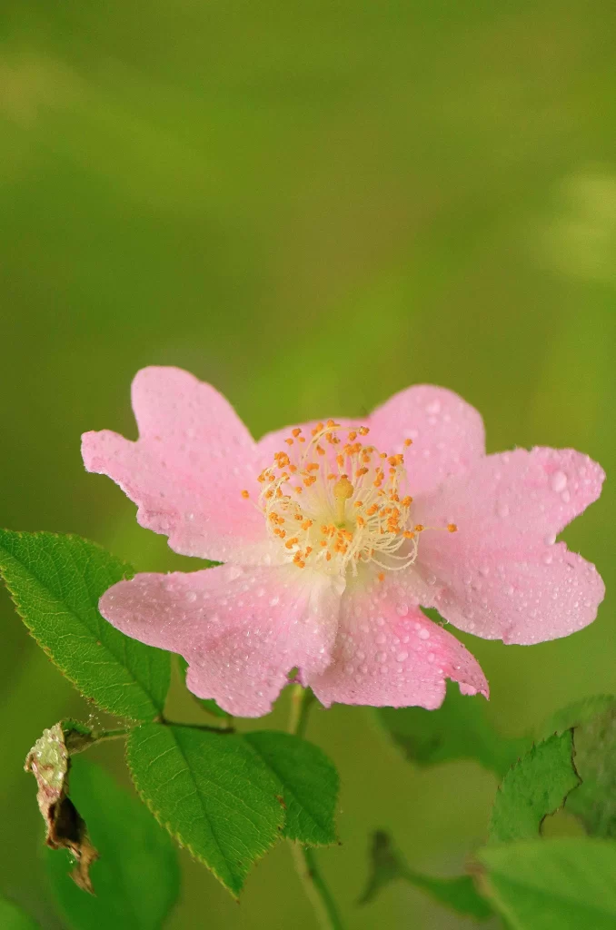 Pink Rose Petals Dewdrops Green warm Leaves