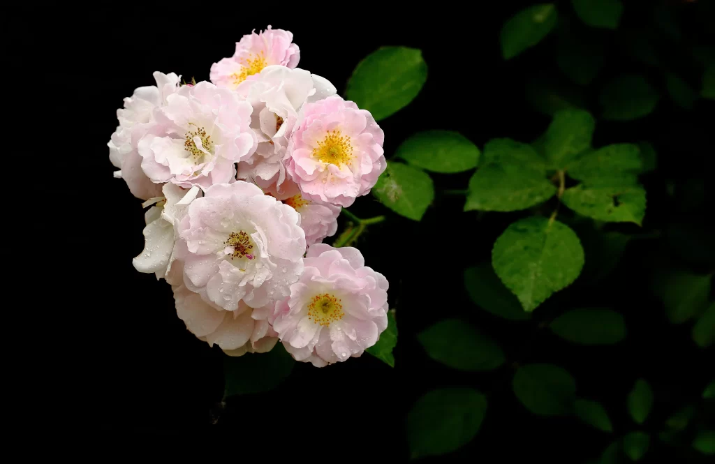 Pink Rose Petals Dewdrops Green dark Leaves