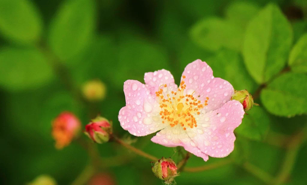Pink Rose Petals Dewdrops Yellow Stamens Green warm Leaves