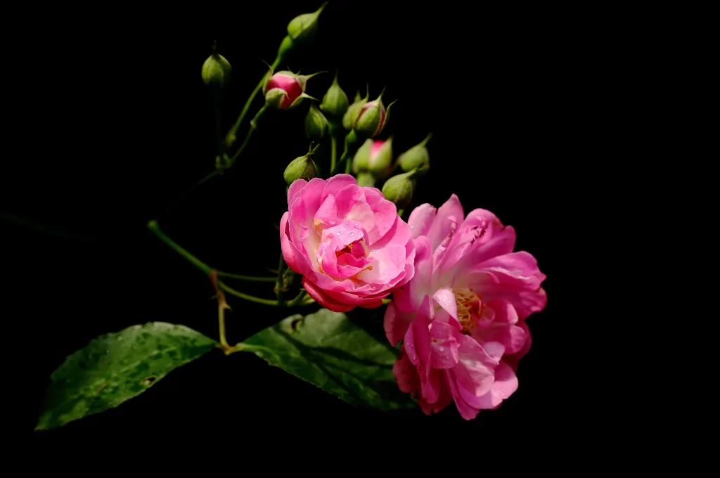 Pink Rose Petals Dewdrops Green dark Leaves