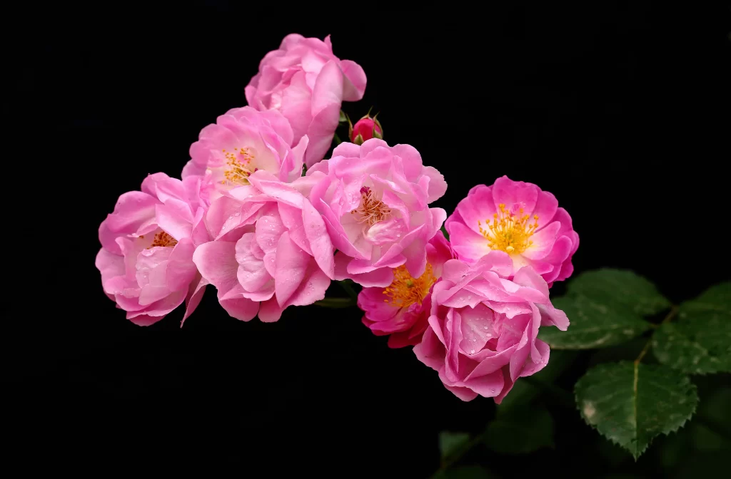 Pink Rose Petals Dewdrops Yellow Stamens Green dark Leaves