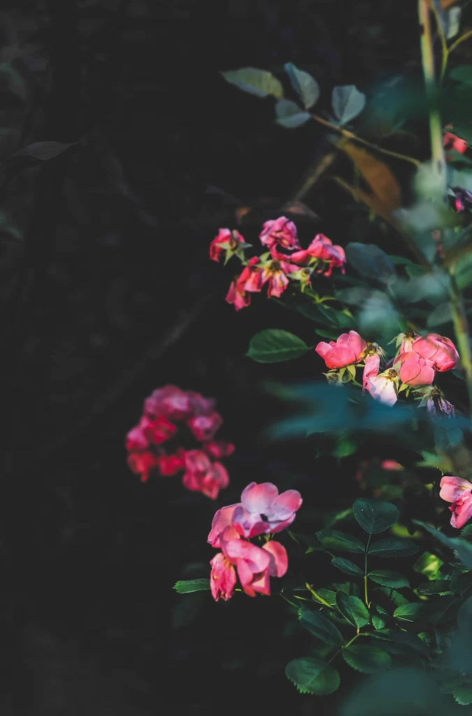 Pink Rose Petals Green dark Leaves