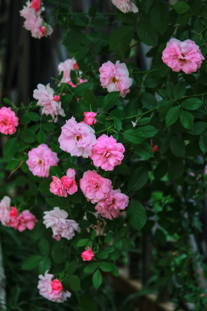 Pink Rose Petals Green dark Leaves