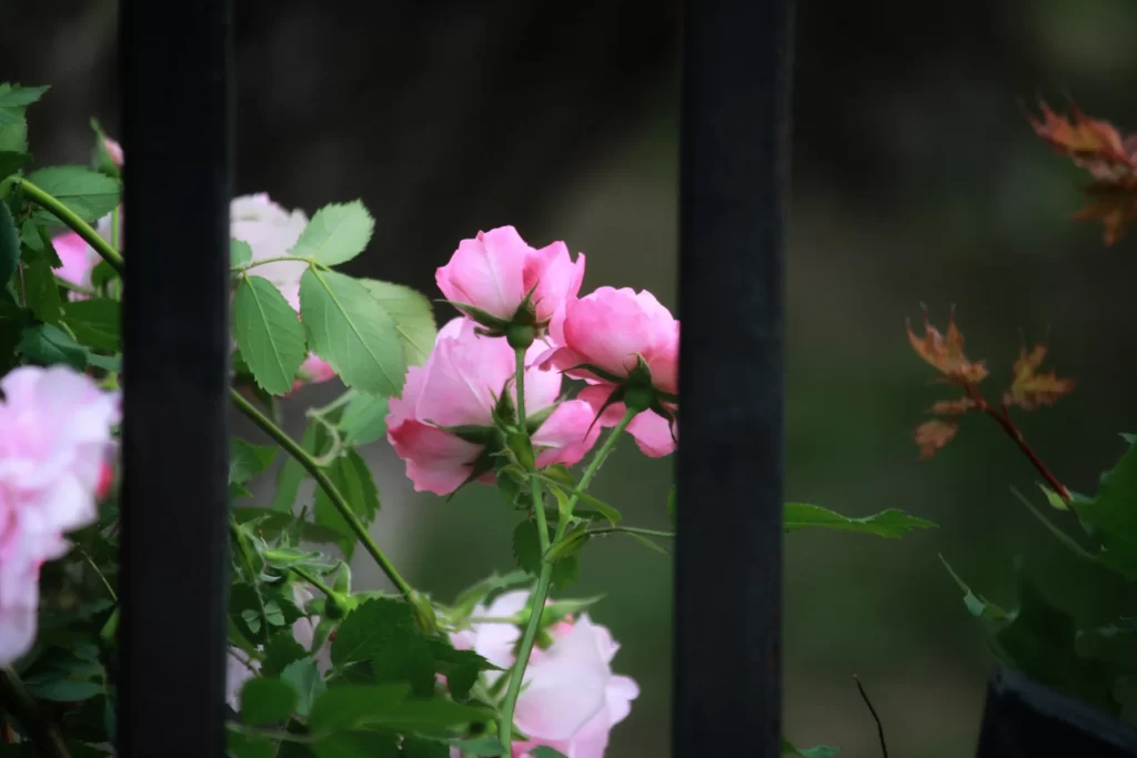 Pink Rose Petals Green dark Leaves