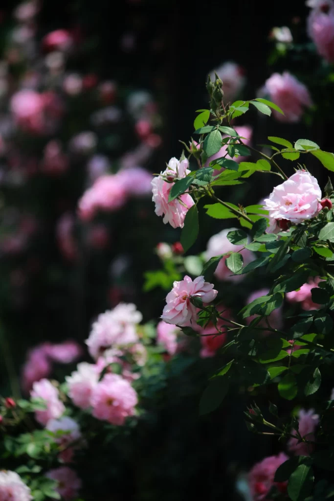 Pink Rose Petals Green dark Leaves