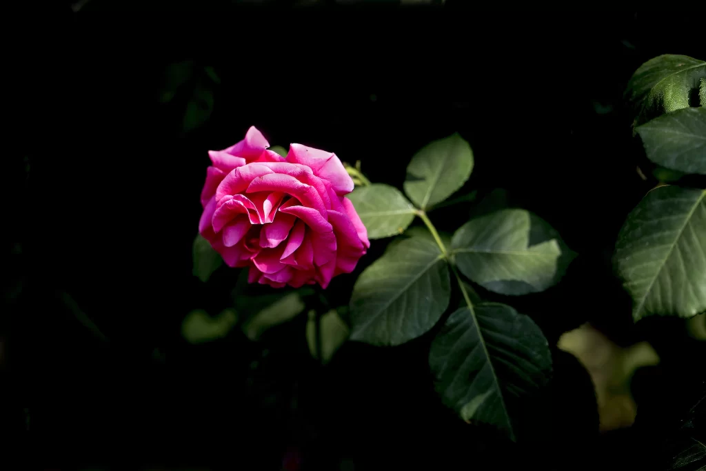 Pink Rose Petals Green dark Leaves