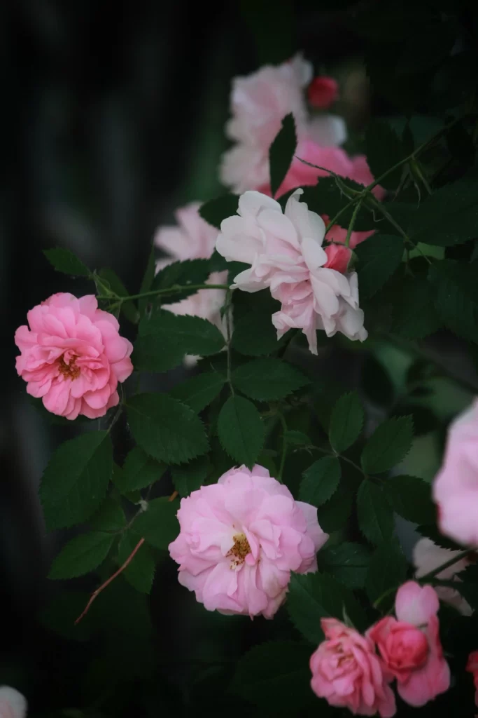 Pink Rose Petals Green dark Leaves