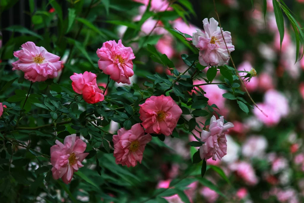 Pink Rose Petals Green gray Leaves