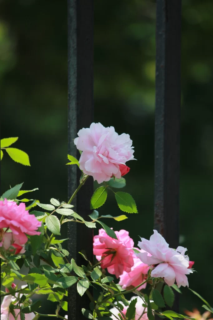 Pink Rose Petals Green gray Leaves