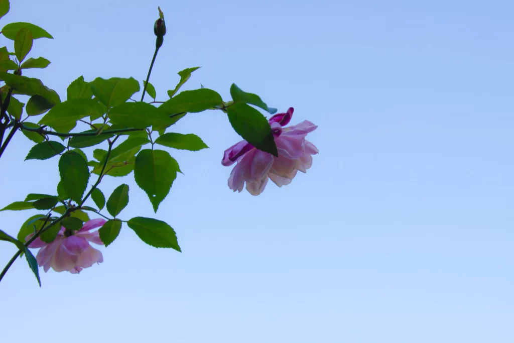 Pink Rose Petals Green Leaves Blue Sky