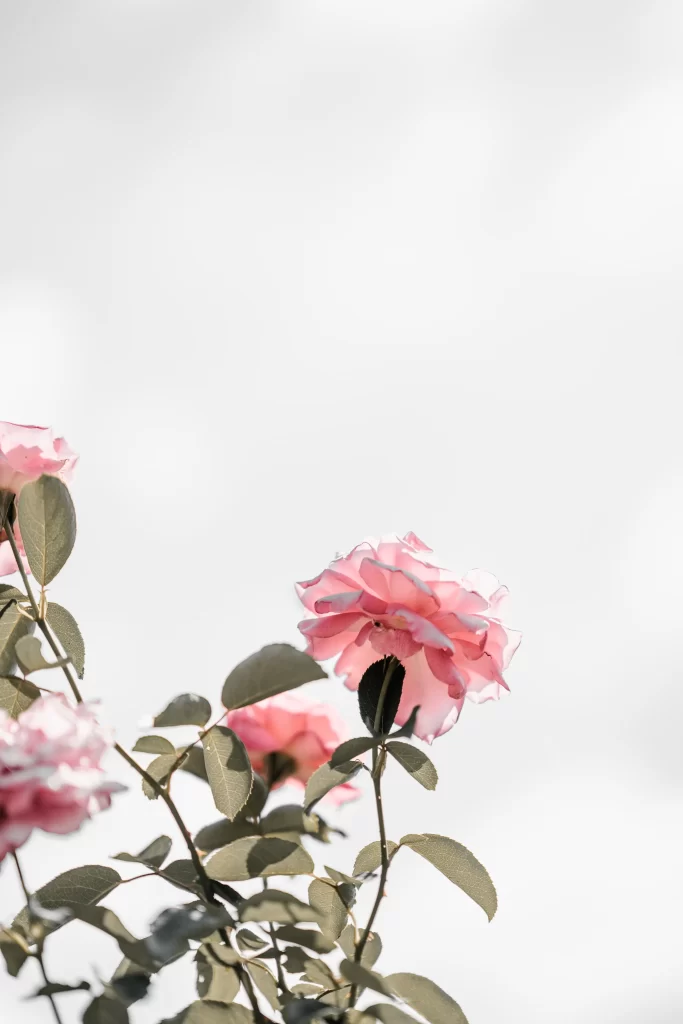 Pink Rose Petals Green Leaves