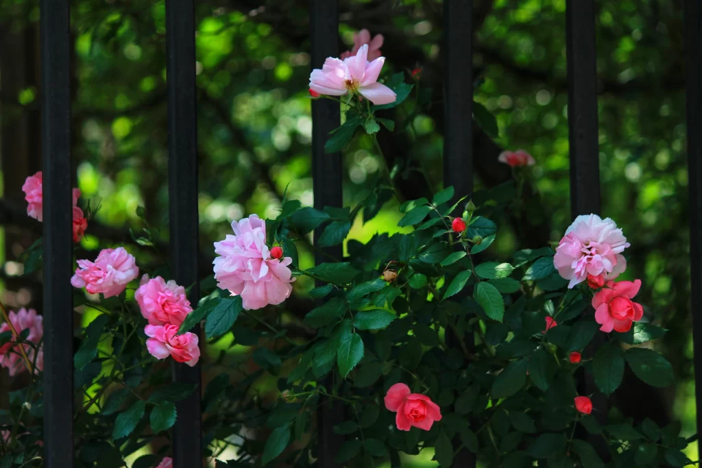Pink Rose Petals Green Leaves Fence