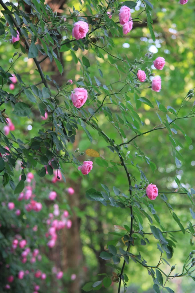 Pink Rose Petals Green warm Leaves