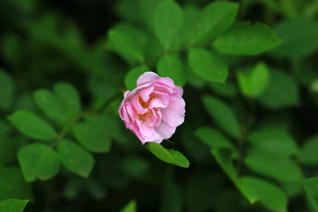 Pink Rose Petals Green warm Leaves