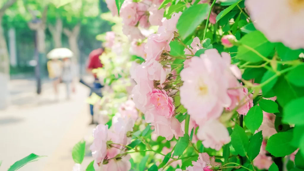Pink Rose Petals Green warm Leaves