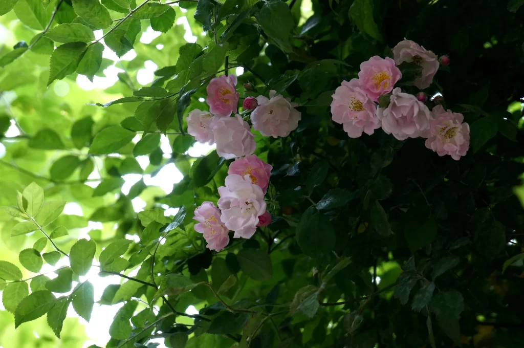 Pink Rose Petals Green warm Leaves