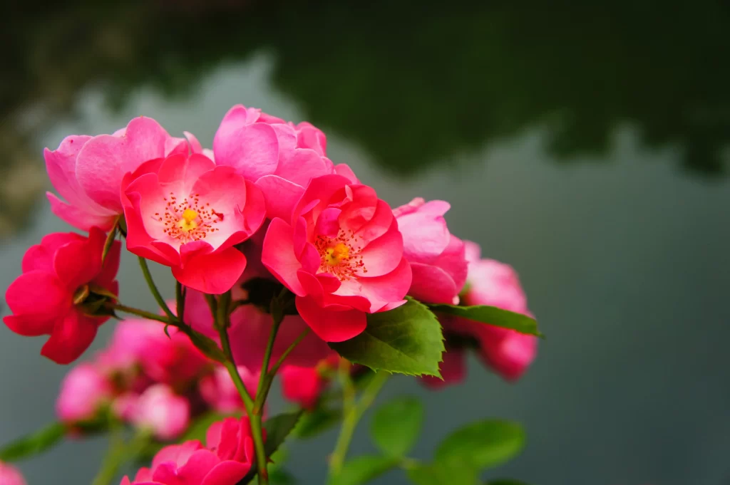 Pink Rose Petals Green warm Leaves