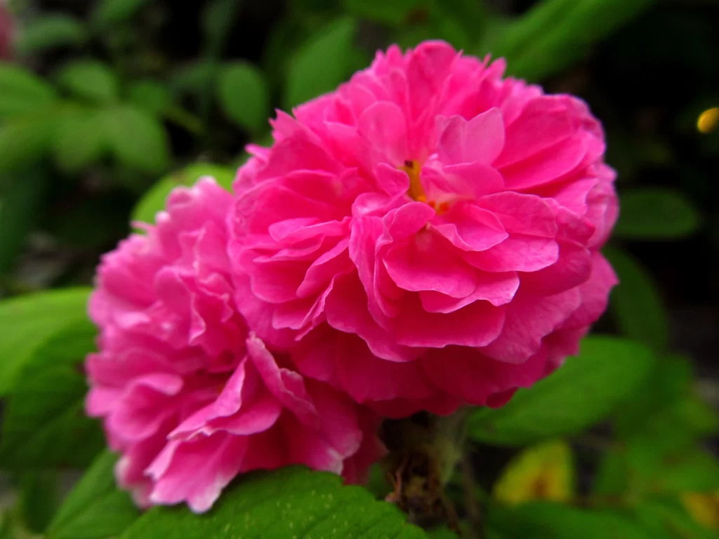 Pink Rose Petals Ruffled Blooming