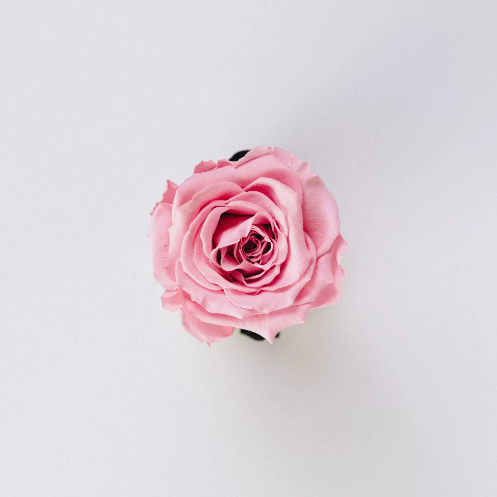 Pink Rose Petals Spiral Center