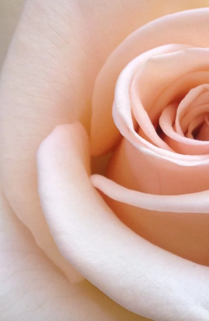 Pink Rose Petals Spiral Soft