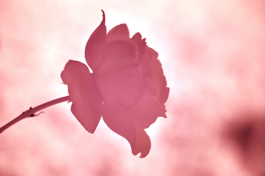 Pink Rose Petals Stem Silhouette