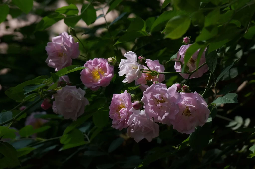 Pink Rose Petals Yellow Center Green dark Leaves