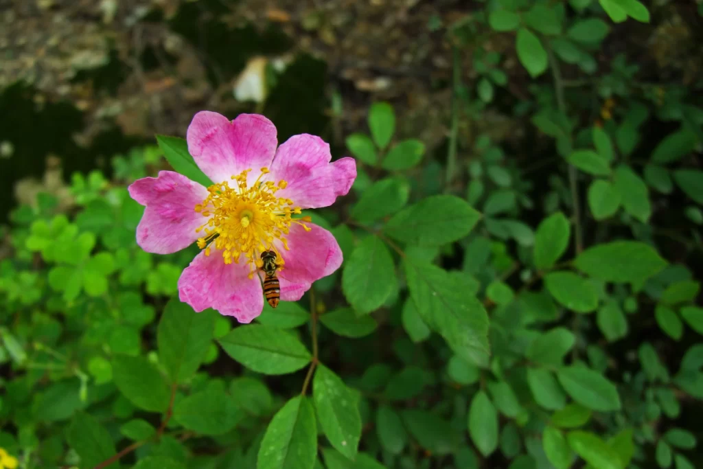 Pink Rose Petals Yellow Center Bee