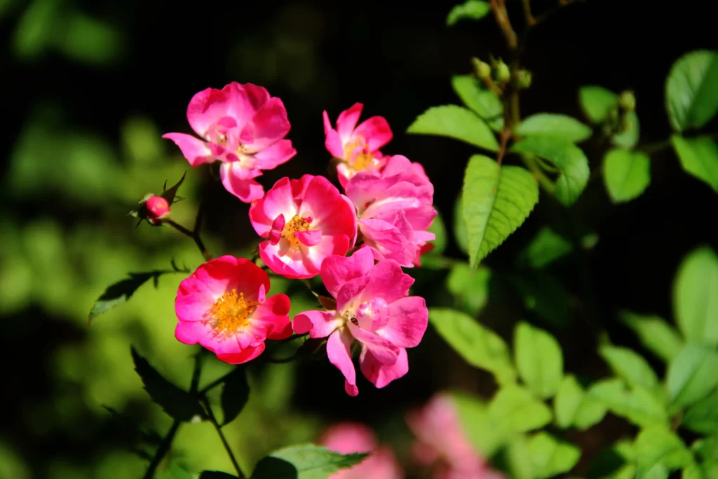 Pink Rose Petals Yellow Center Green warm Leaves