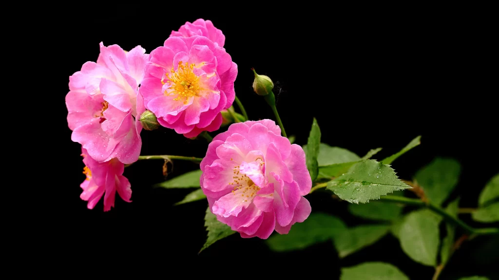 Pink Rose Petals Yellow Center Green dark Leaves