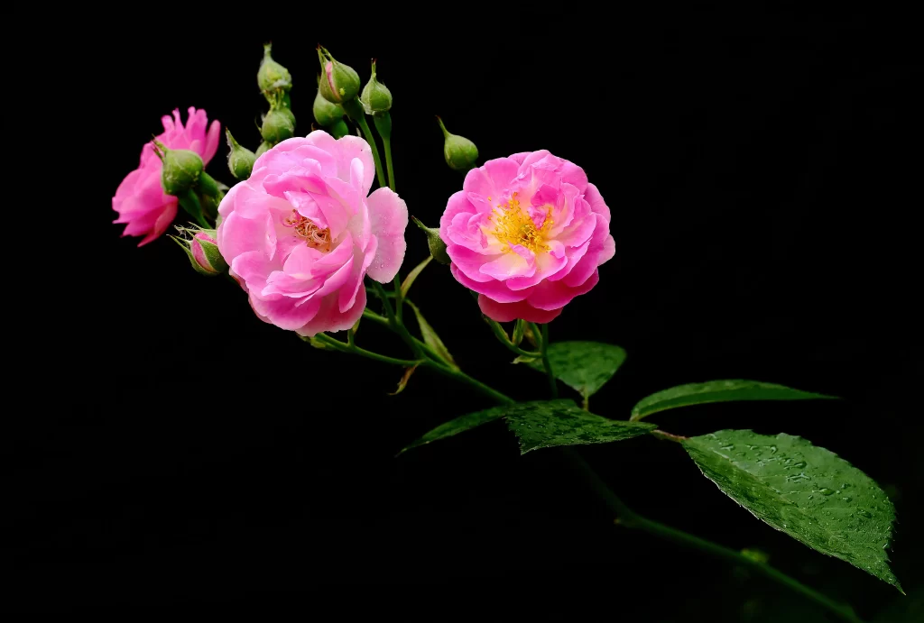 Pink Rose Petals Yellow Center Green Leaves Dewdrops