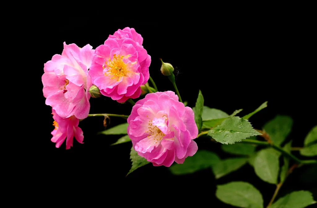 Pink Rose Petals Yellow Center Green dark Leaves