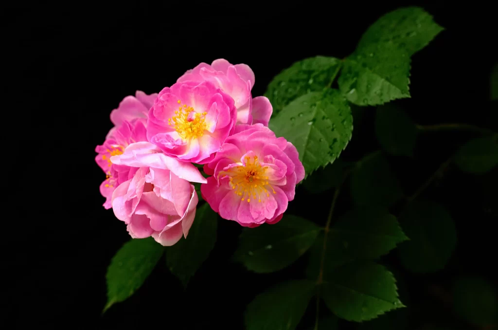 Pink Rose Petals Yellow Center Green dark Leaves